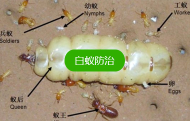 白蚁防治